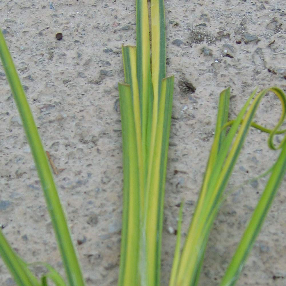Thompson and Morgan Grass Acorus Gramineus Ogon Plant Pot 9cm Image 3