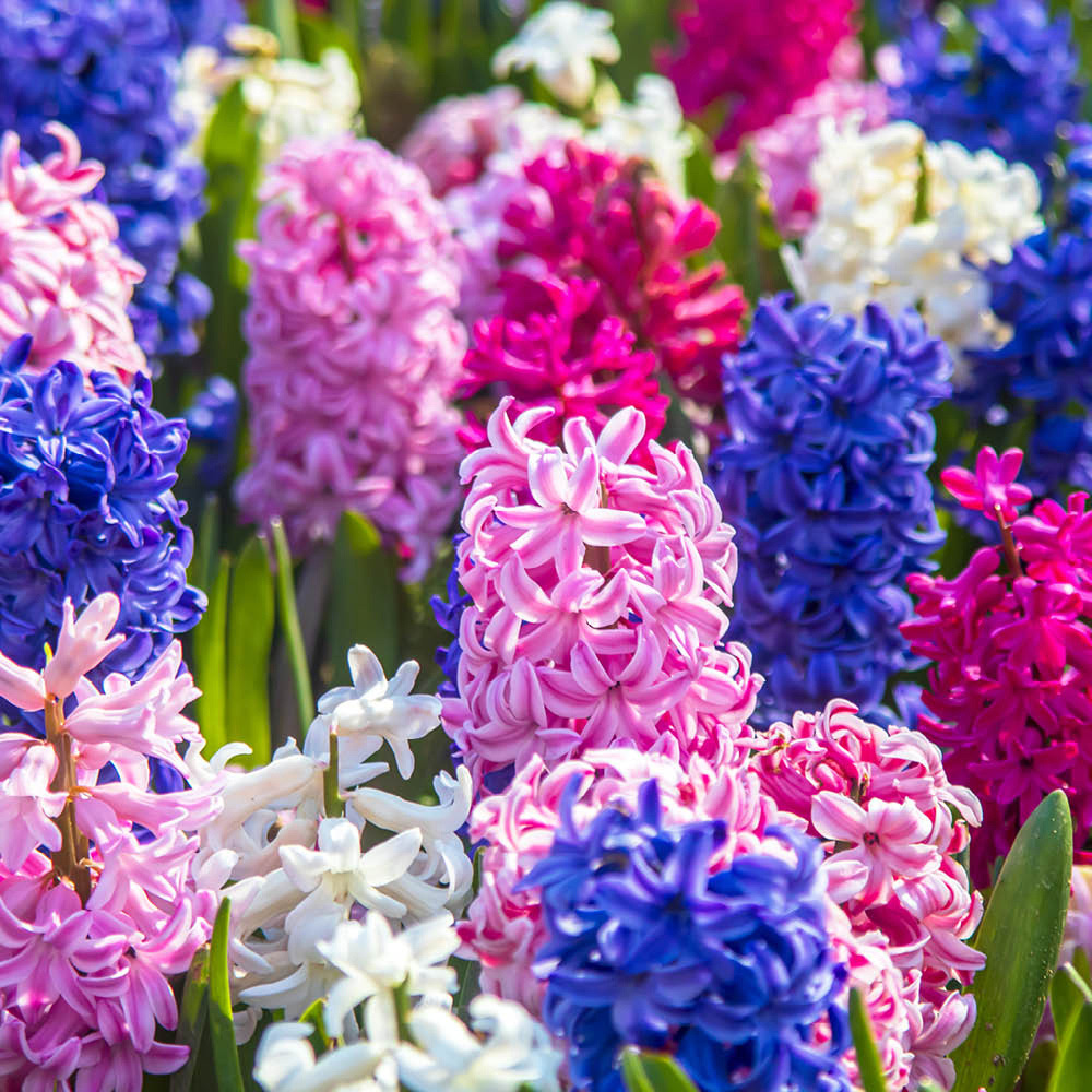 YouGarden Mixed Garden Hyacinth Planting Bulb 24 Pack Image 1