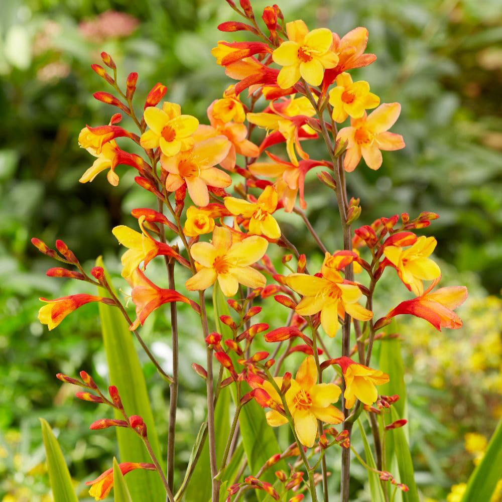 Thompson and Morgan Crocosmia x Crocosmiiflora Harlequin Plant Pot 3L Image 1