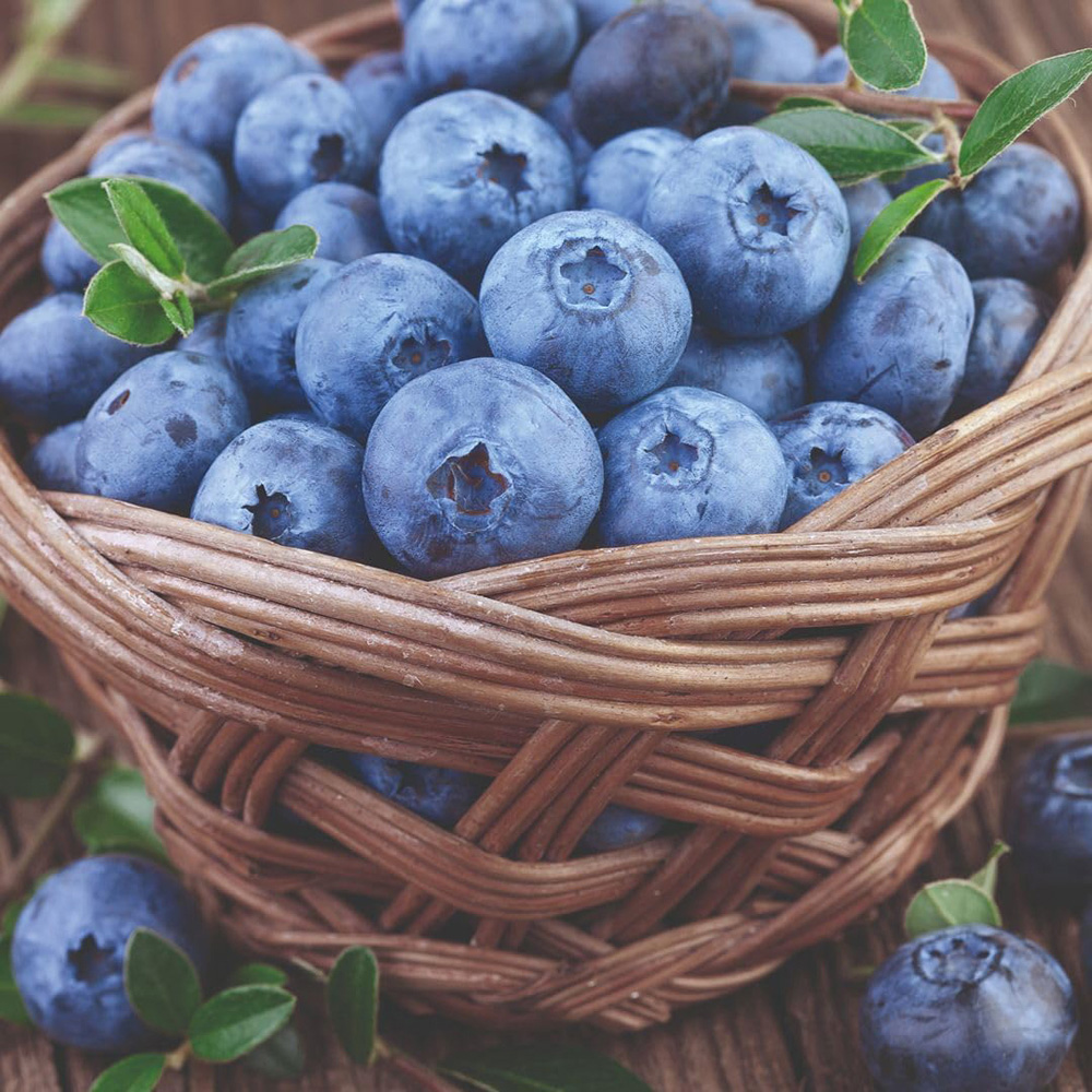 Thompson & Morgan Bluecrop Blueberry Plant Pot 2L Image 3