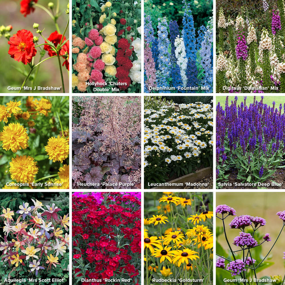 YouGarden Cottage Garden Perennial Collection Plug 12 Pack Image 3