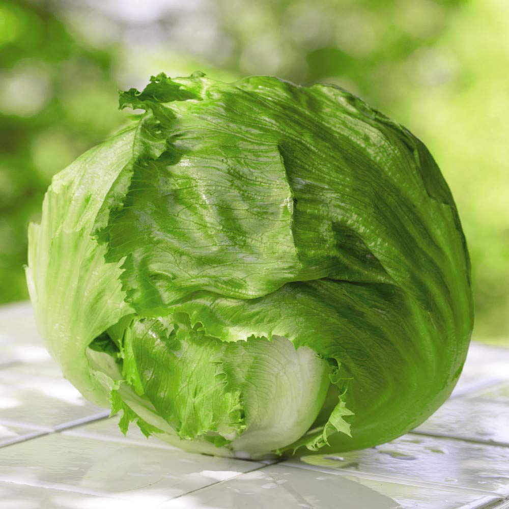 Thompson and Morgan Lettuce Webbs Wonderful Seeds Image 2