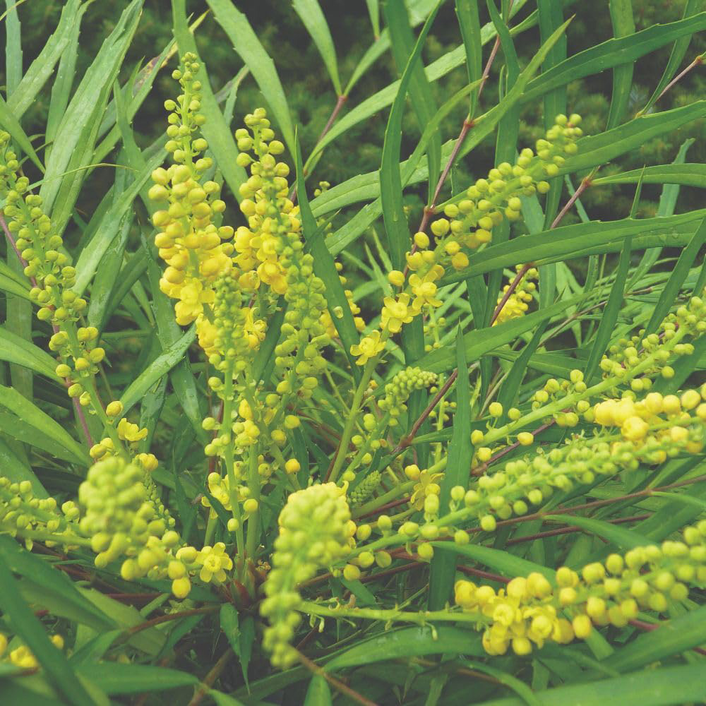 Thompson and Morgan Mahonia Eurybracteata Soft Caress Plant Pot 25L Image 1