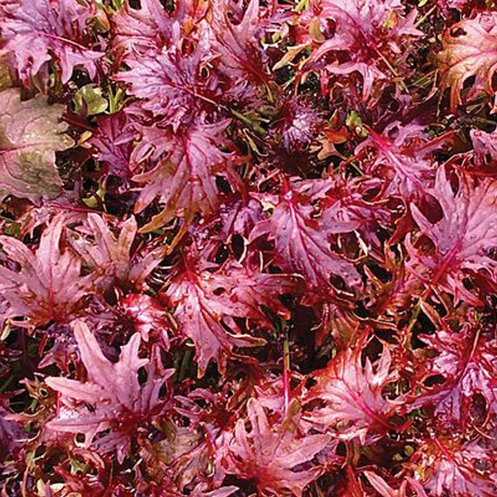 Thompson & Morgan Kale KX -1 150 Seeds Packet Image 1