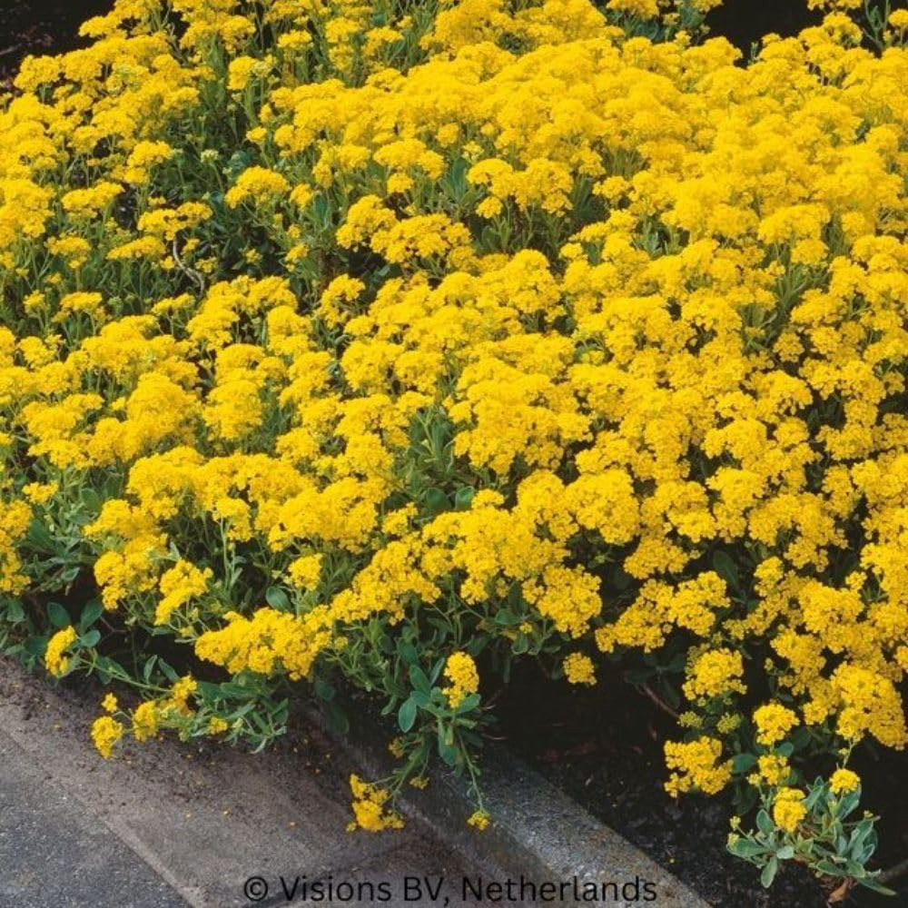 Thompson and Morgan Alyssum Golden Queen Seeds Image 2