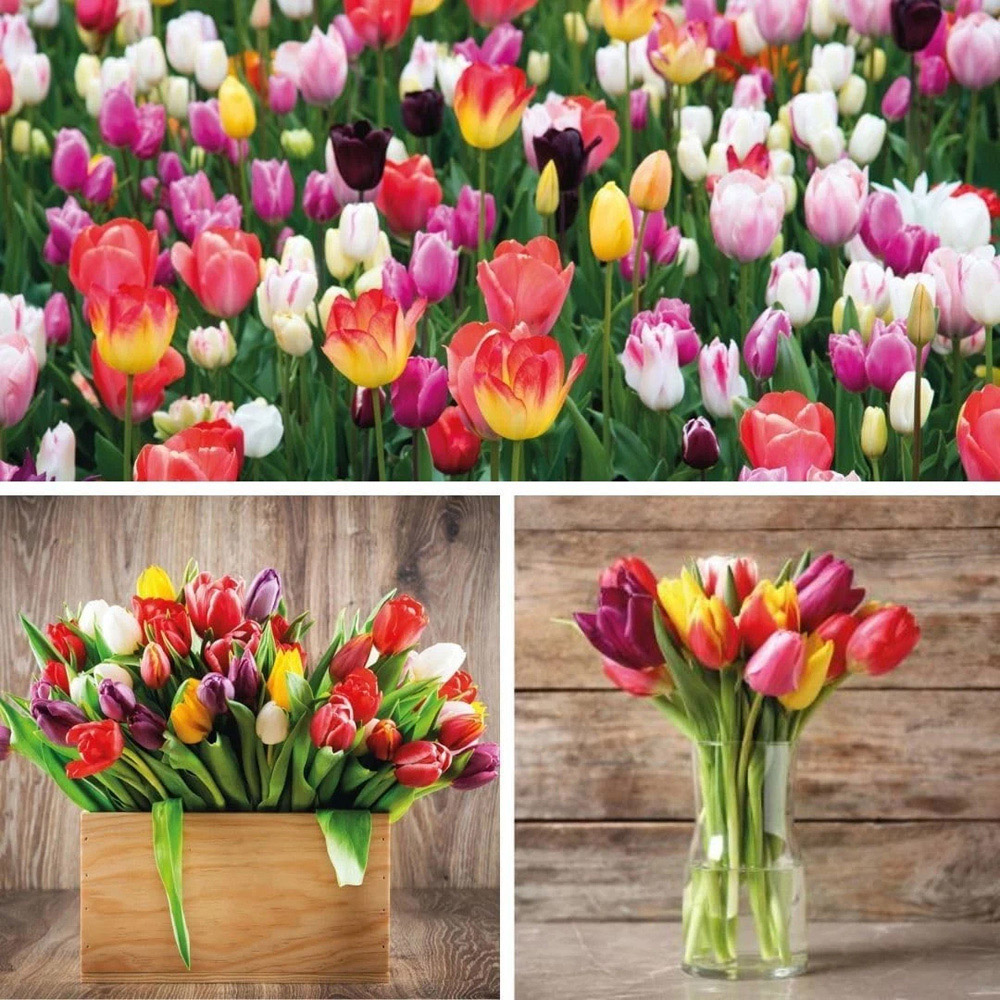 Thompson and Morgan Tulip Triumph Mixed Planting Bulb 80 Pack Image 6