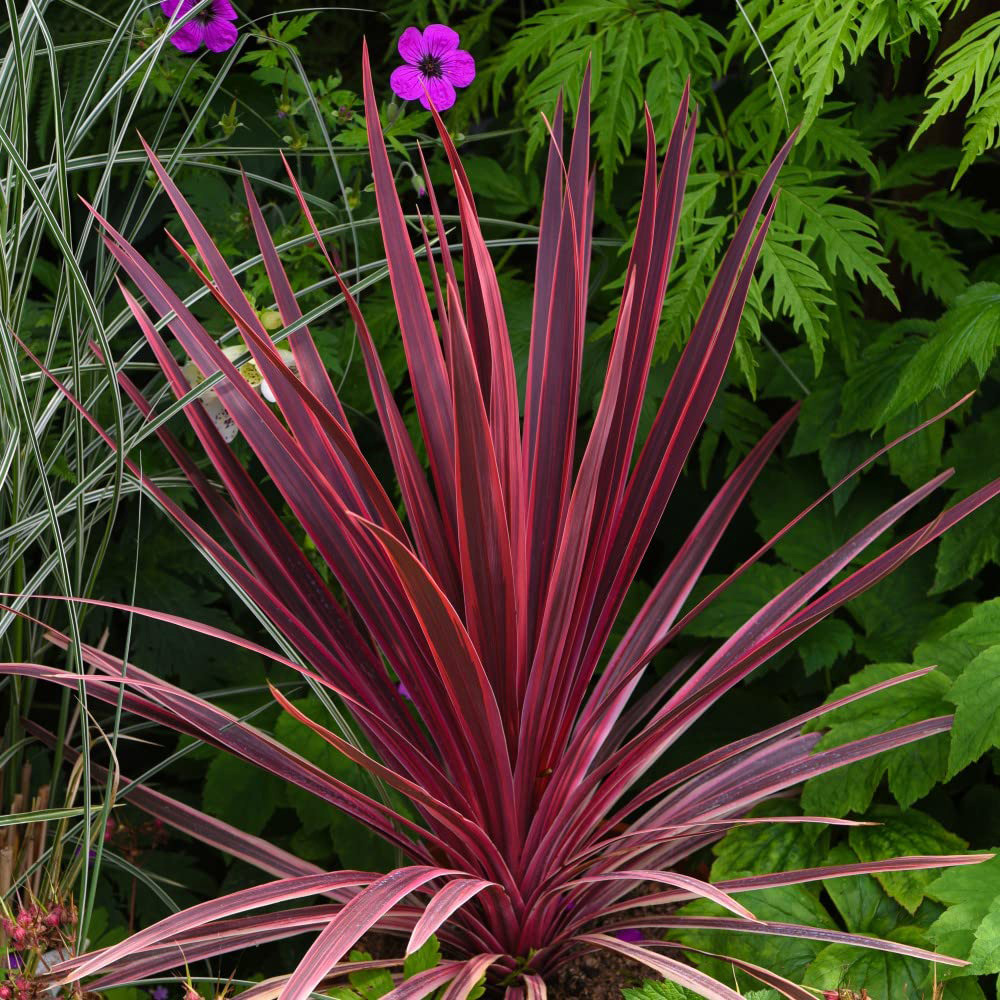 Thompson and Morgan Cordyline Torbay Red Plant Pot 9cm 3 Pack Image 3