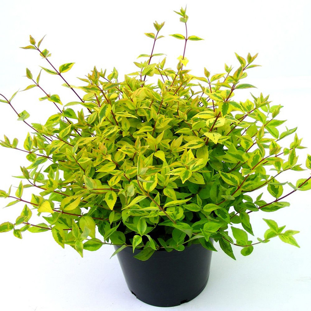 Thompson and Morgan Abelia Kaleidoscope Plant Pot 9cm 3 Pack Image 2