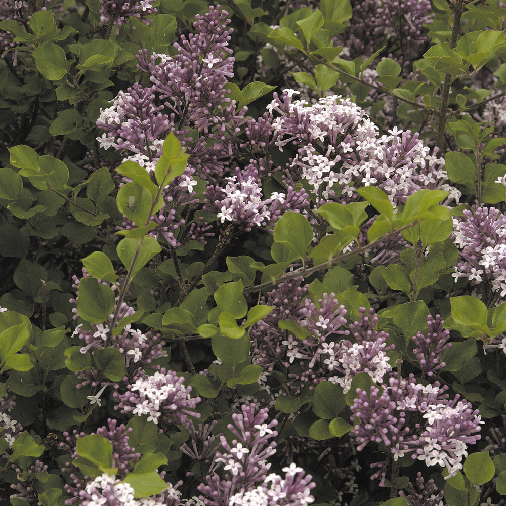 YouGarden Fragrant Dwarf Lilac Collection Plant Pot 3L 2 Pack Image 3
