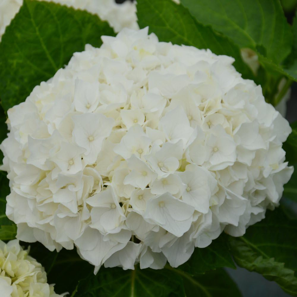 Thompson & Morgan Hydrangea Wudu Plant Pot 10.5cm 2 Pack Image 2