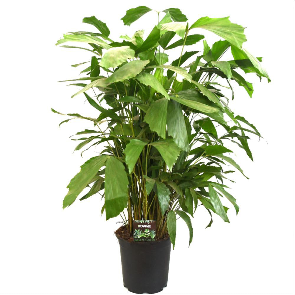 Thompson and Morgan Caryota Mitis Plant Pot 21cm 2 Pack Image 2