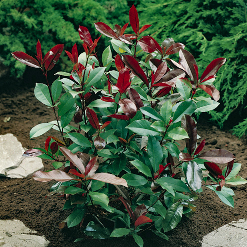 YouGarden Photinia Red Robin Hedging Plant in Pot 9cm 12 Pack Image 3