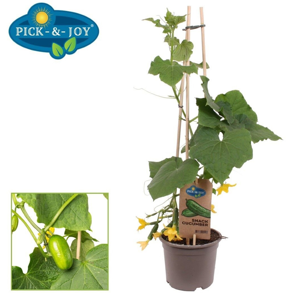 Pick-and-Joy Vegetable Mix Potted Plant Image 6