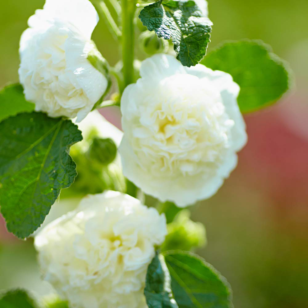 Thompson & Morgan Hollyhock Chaters Doubles Bare Root 6 Pack Image 4