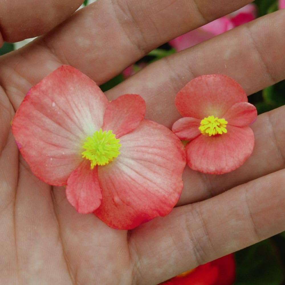 Thompson and Morgan Basket Collection Garden Ready Plant 60 Pack Image 6