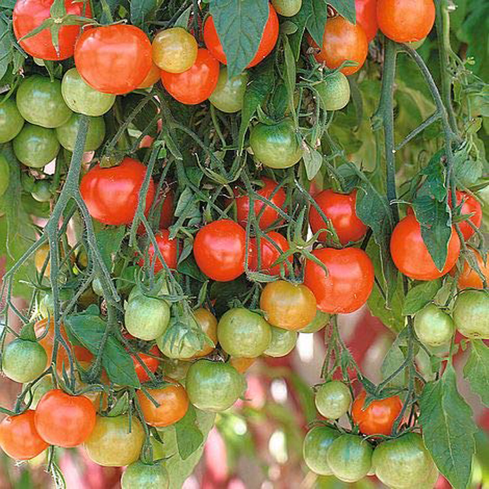 Thompson & Morgan Tomato Tumbling Tom Red Seeds Image 1