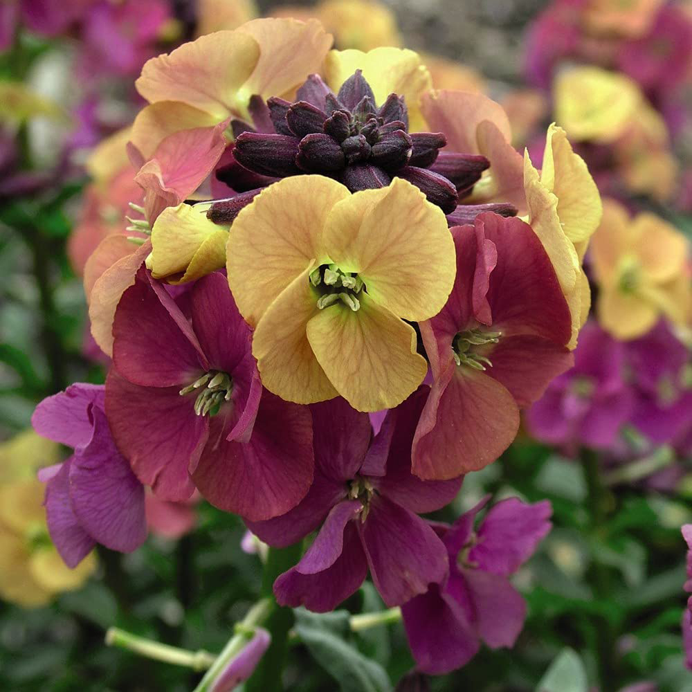 Thompson & Morgan Erysimum Wallflower Artist Paintbox Jumbo Plant Plug 3 Pack Image 2