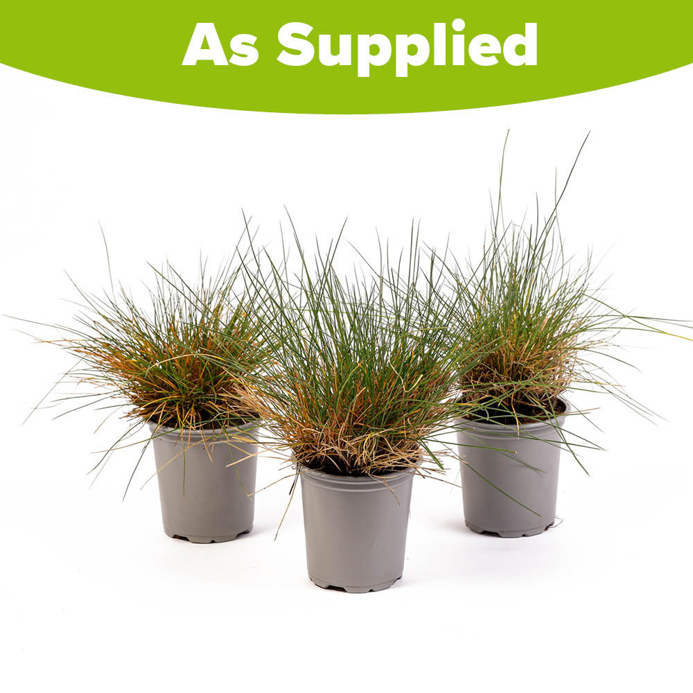YouGarden Fescue Grass Festuca Glauca Blue Plant Pot 9cm 3 Pack Image 3