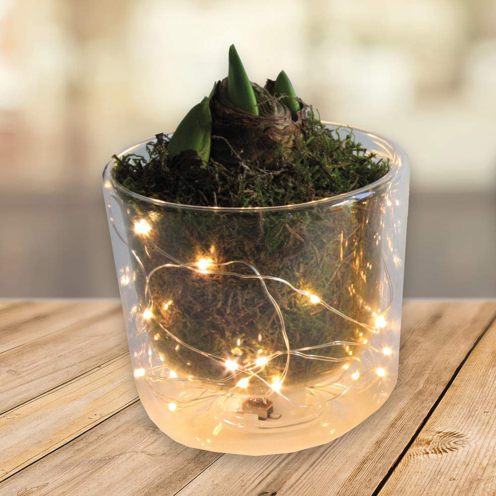 Thompson and Morgan Christmas Gift Amaryllis Plant Pot with LED Image 4