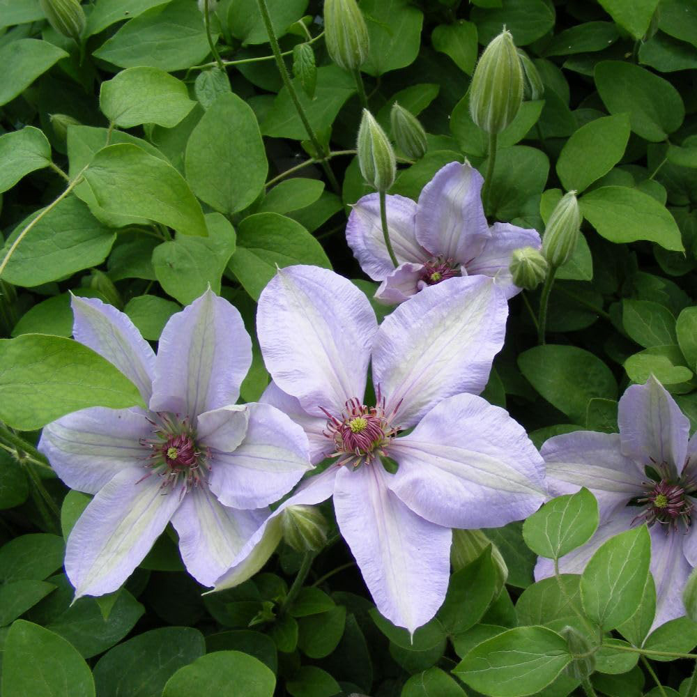 Thompson and Morgan Clematis Boulevard Bernadine Plant Pot 10.5cm Image 2