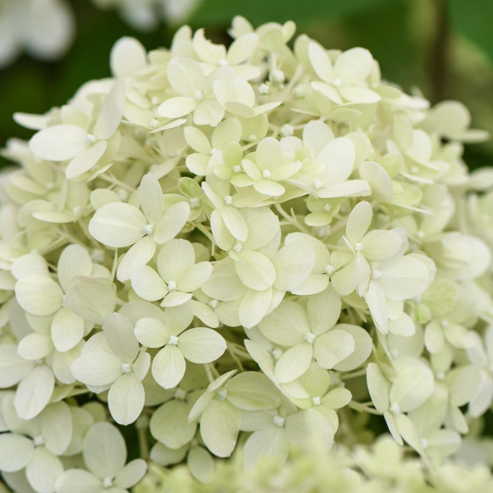 Thompson and Morgan Hydrangea Bobo Plant Pot 25L Image 4