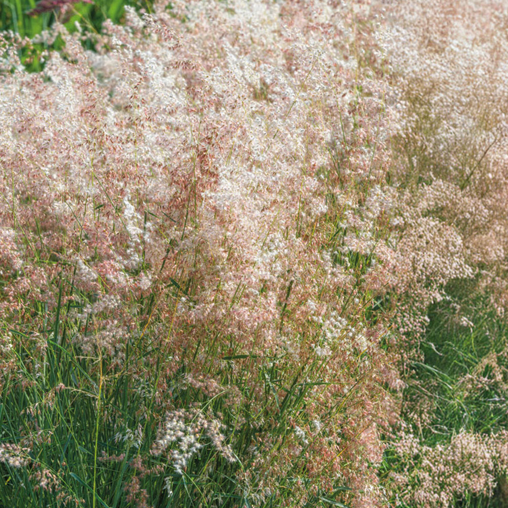 Pack of Grass Melinis Silver Queen Flower Seeds Image 2