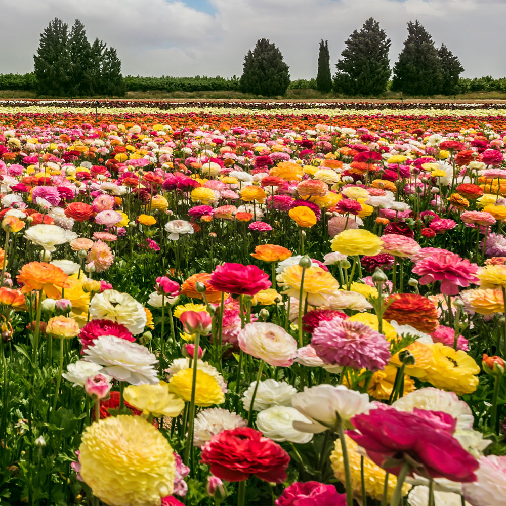 YouGarden Ranunculus Mixed Corms 75 Pack Image 2