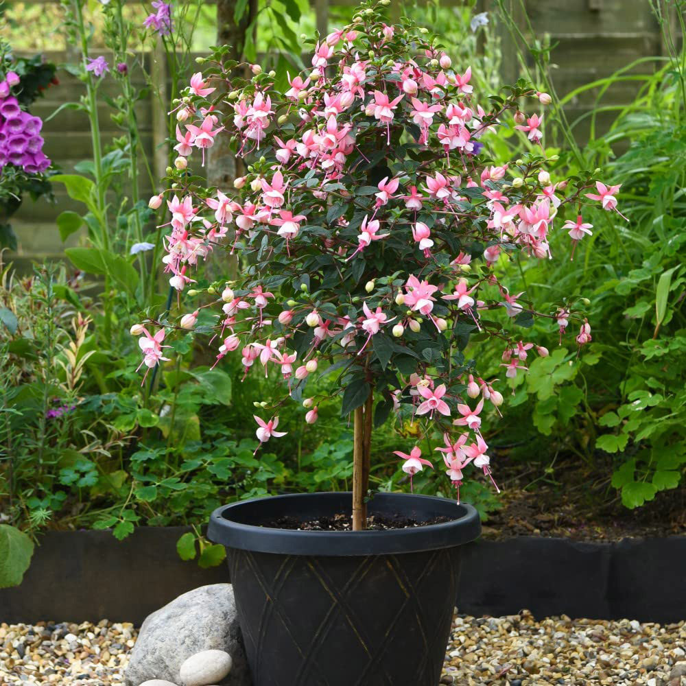 Thompson and Morgan Fuchsia Quarter Standard Elma Plant Pot 19cm Image 5