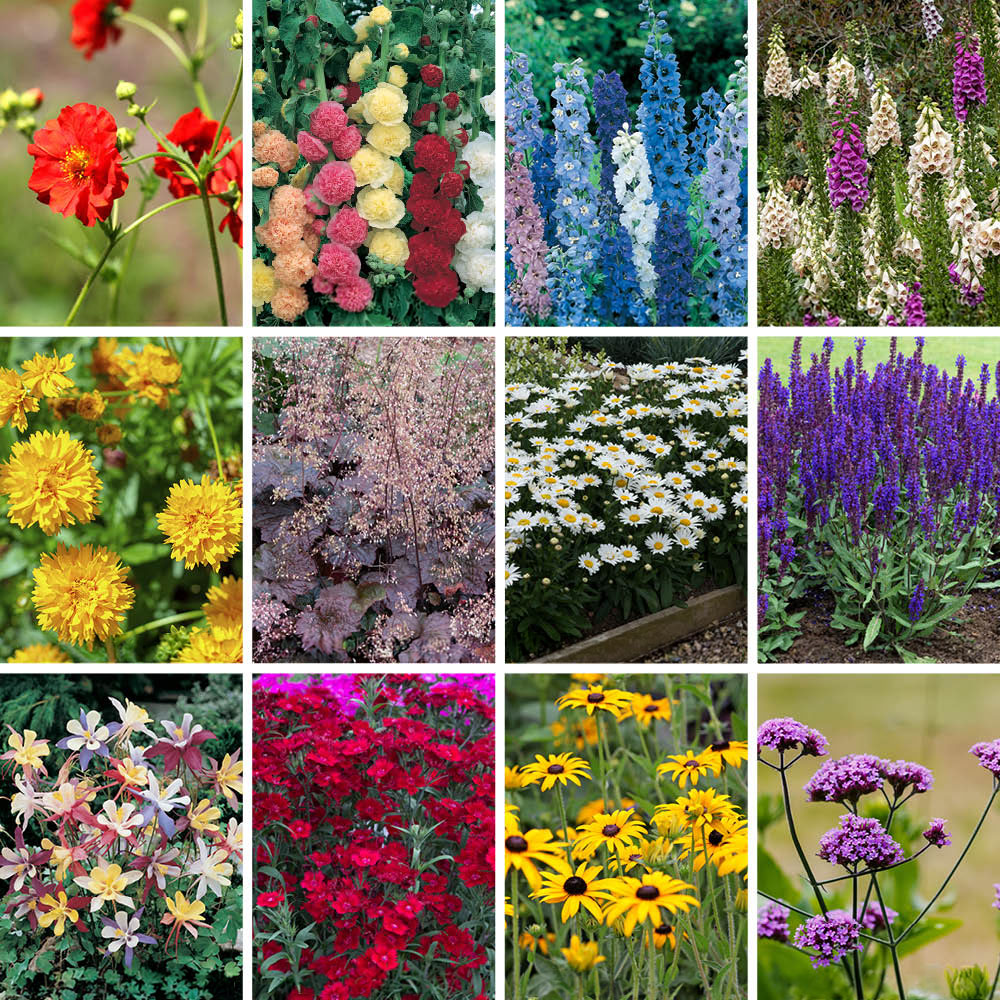 YouGarden Cottage Garden Perennial Collection Plug 12 Pack Image 1