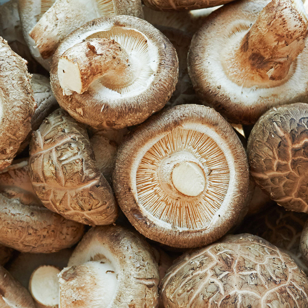 YouGarden Shiitake Mushroom Grow Kit 3L Image 3