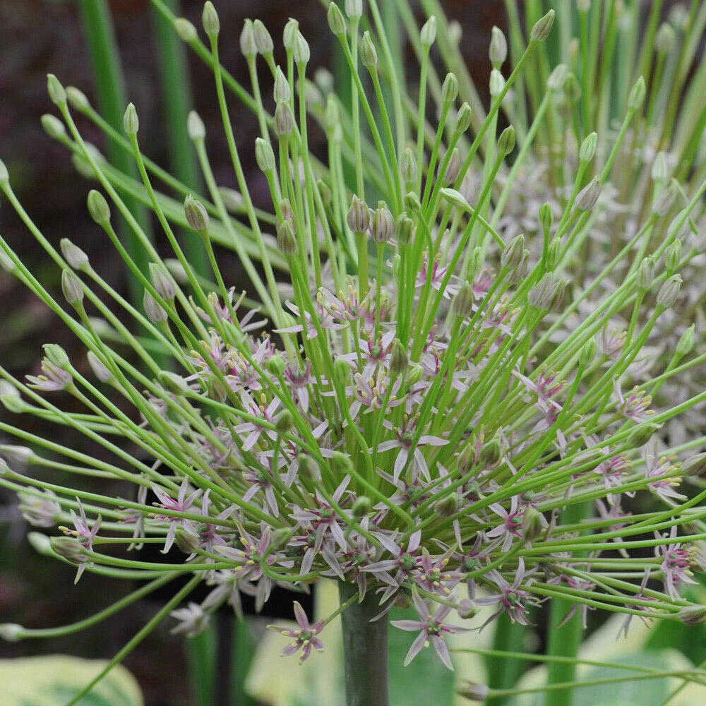 Thompson and Morgan Allium Schubertii Planting Bulb 12 Pack Image 3