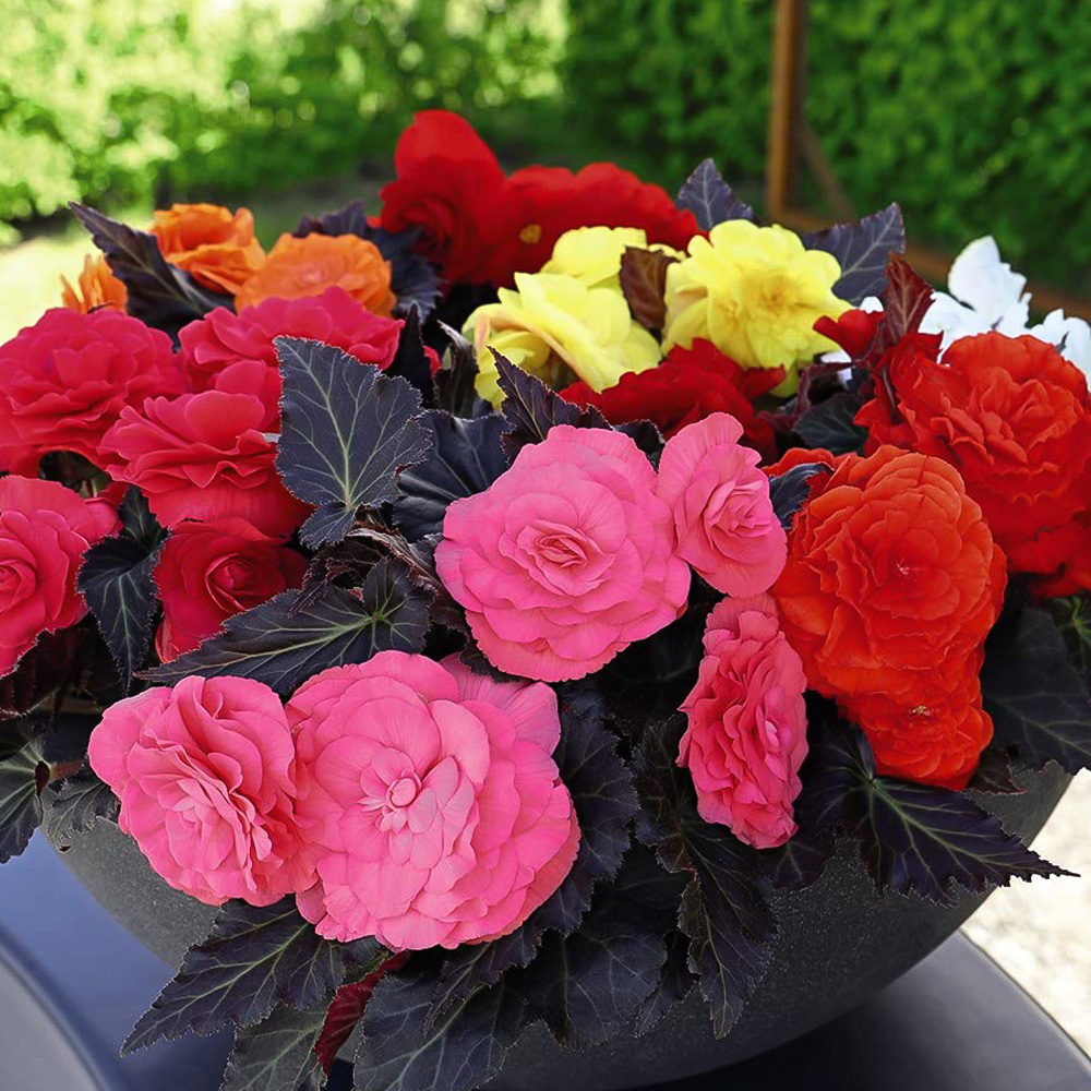 Thompson and Morgan Begonia Nonstop Mocca Mixed Garden Ready Plant 30 Pack Image 4