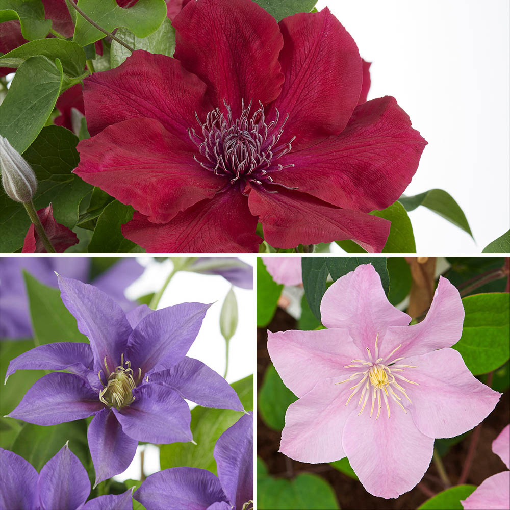 wilko Boulevard Patio Clematis Collection Plant Pot 3 Pack Image 1