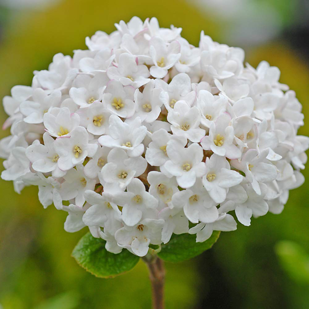 Thompson and Morgan Viburnum Burkwoodii Plant in Pot 25L Image 1