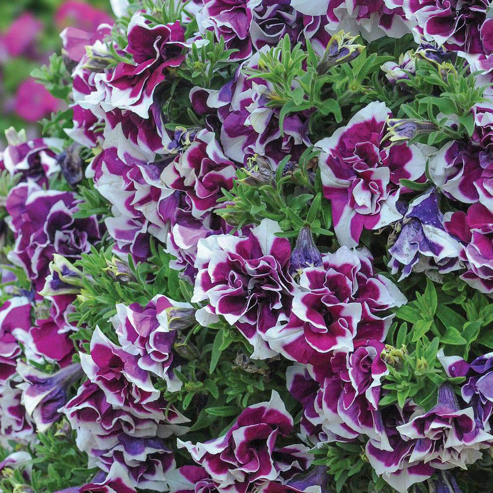 Thompson and Morgan Petunia Tumbelina Frills and Spills Damson Ripple Postiplug Plant 20 Pack Image 2