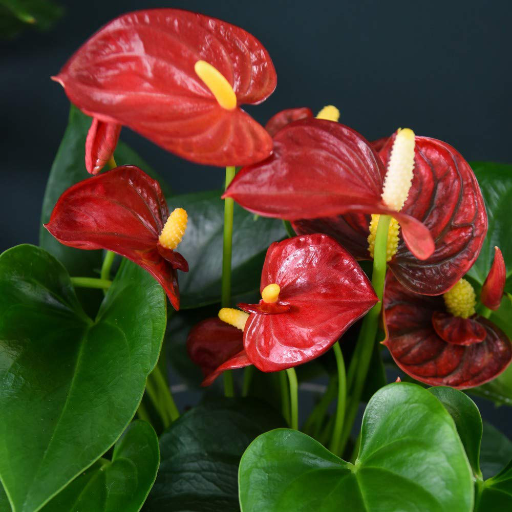 Thompson and Morgan Anthurium Aqua Red in Sierglass Plant Pot 12cm Image 1