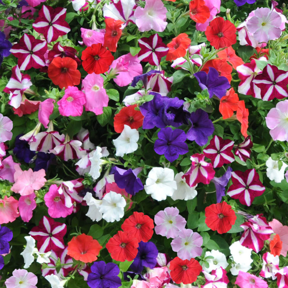 YouGarden Preplanted Petunia Wave Rattan Hanging Basket 28cm 2 Pack Image 1