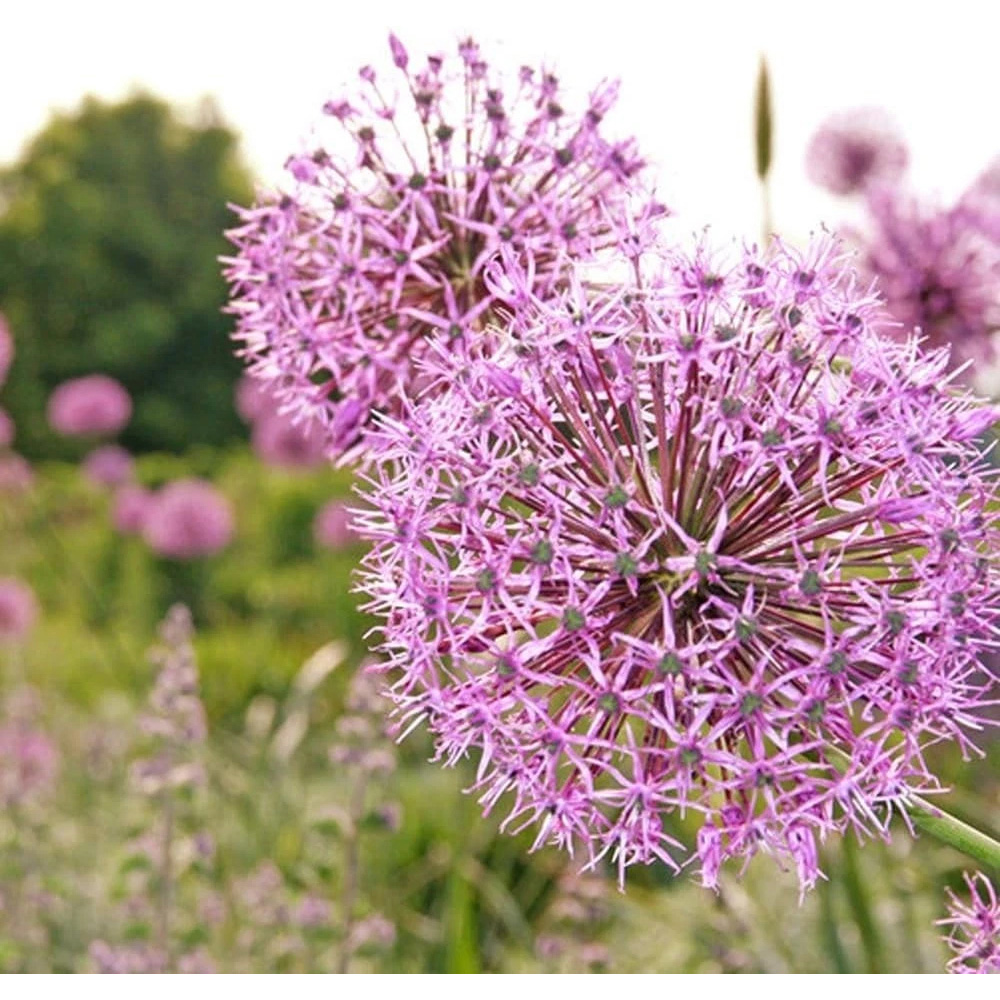 Thompson and Morgan Allium Rosy Dream Planting Bulb 6 Pack Image 3