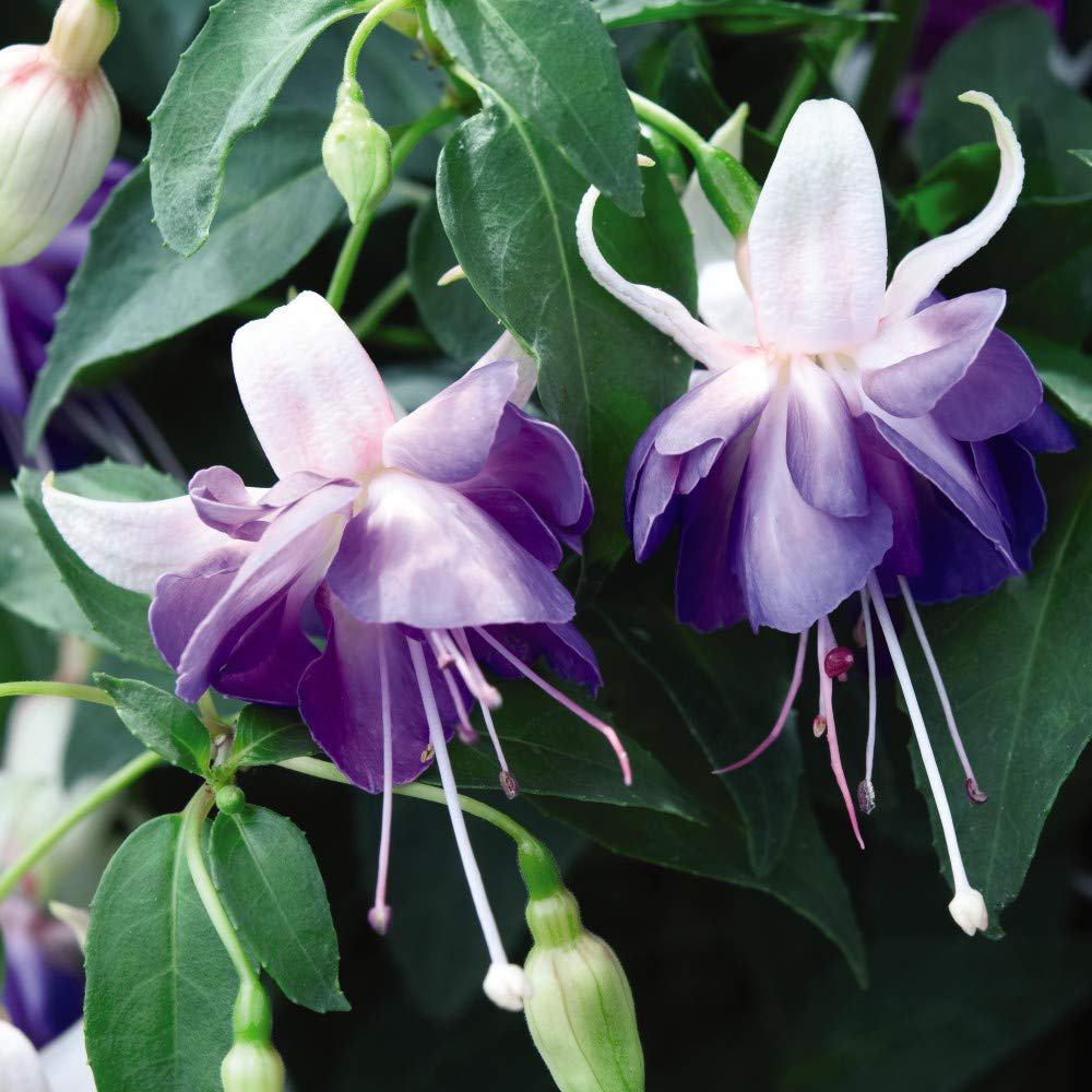 Thompson and Morgan Viburnum Opulus Snowball Shrub Potted Plant 9cm Image 4
