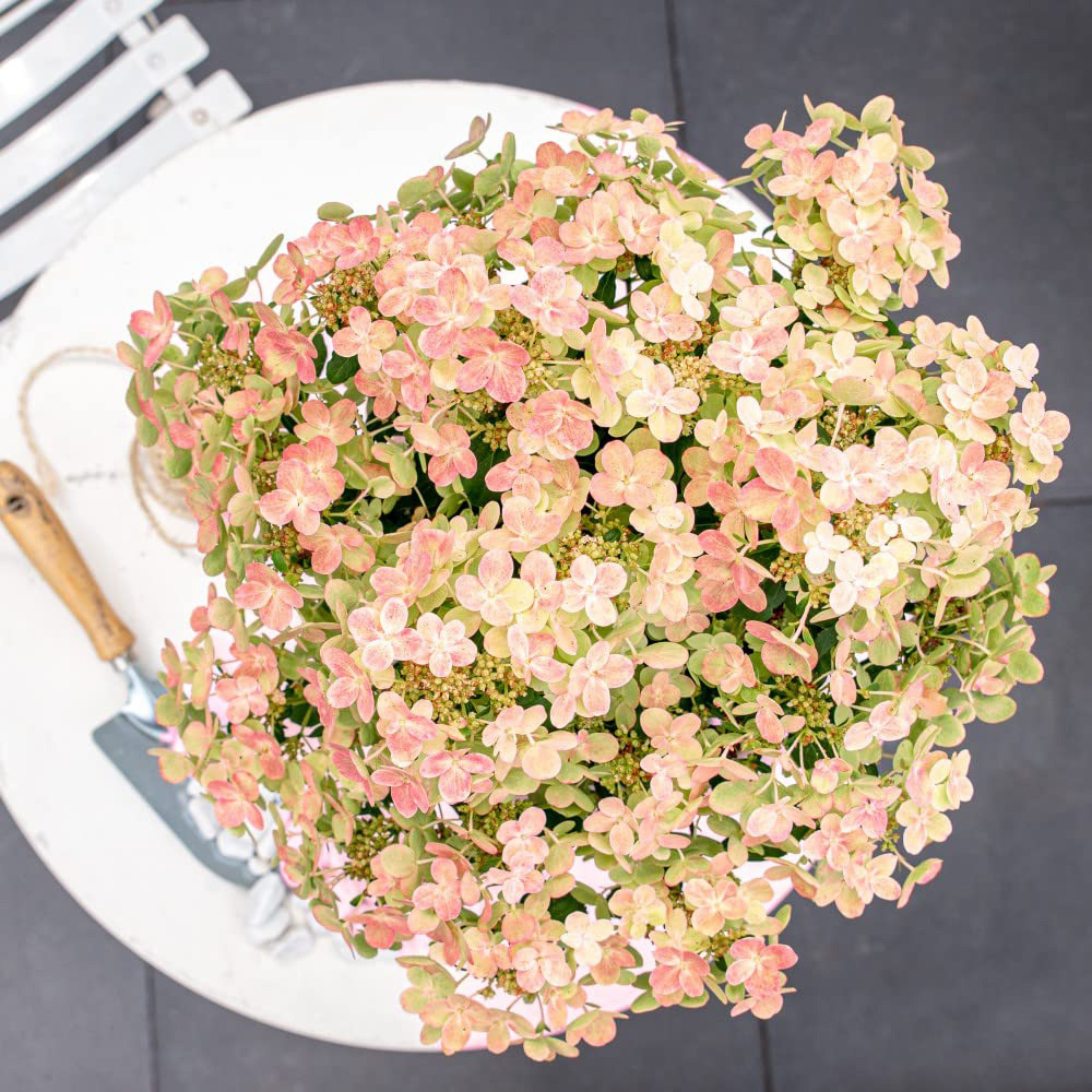 Thompson and Morgan Hydrangea paniculata Polestar Ophelia Plant Pot 3L Image 3