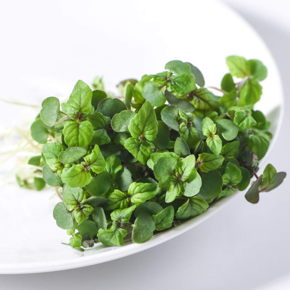 Thompson and Morgan Microgreens Perilla Shiso Red Seeds Image 3