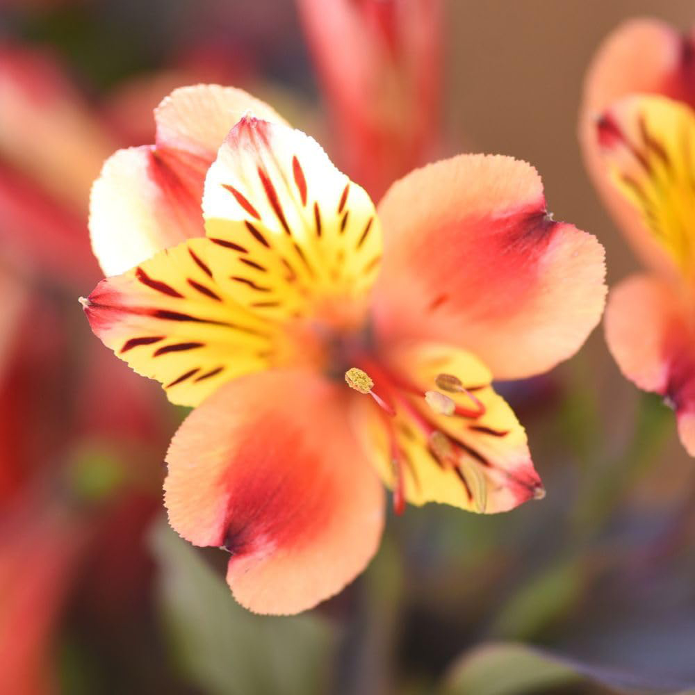 Thompson and Morgan Alstroemeria Hardy Summer Breeze Plug Plant Image 2