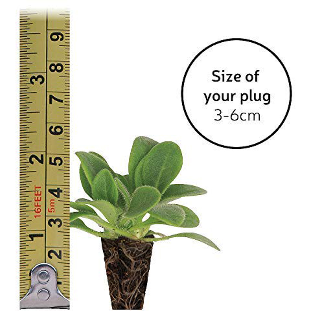 Thompson and Morgan Lobelia Queen Victoria Hardy Perennial Plugs 6 Pack Image 5