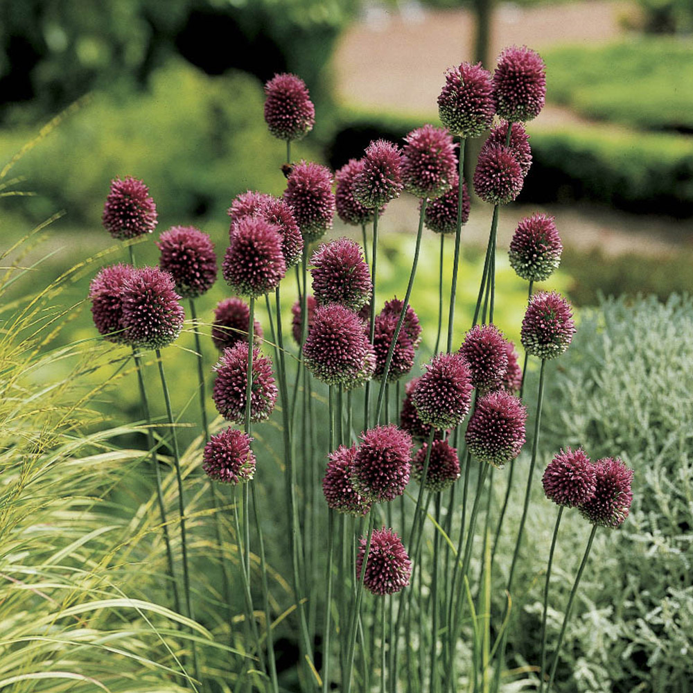 wilko Allium Collection Mixed Planting Bulb 200 Pack Image 6