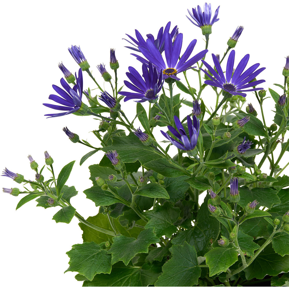 Senetti Plant Image 4