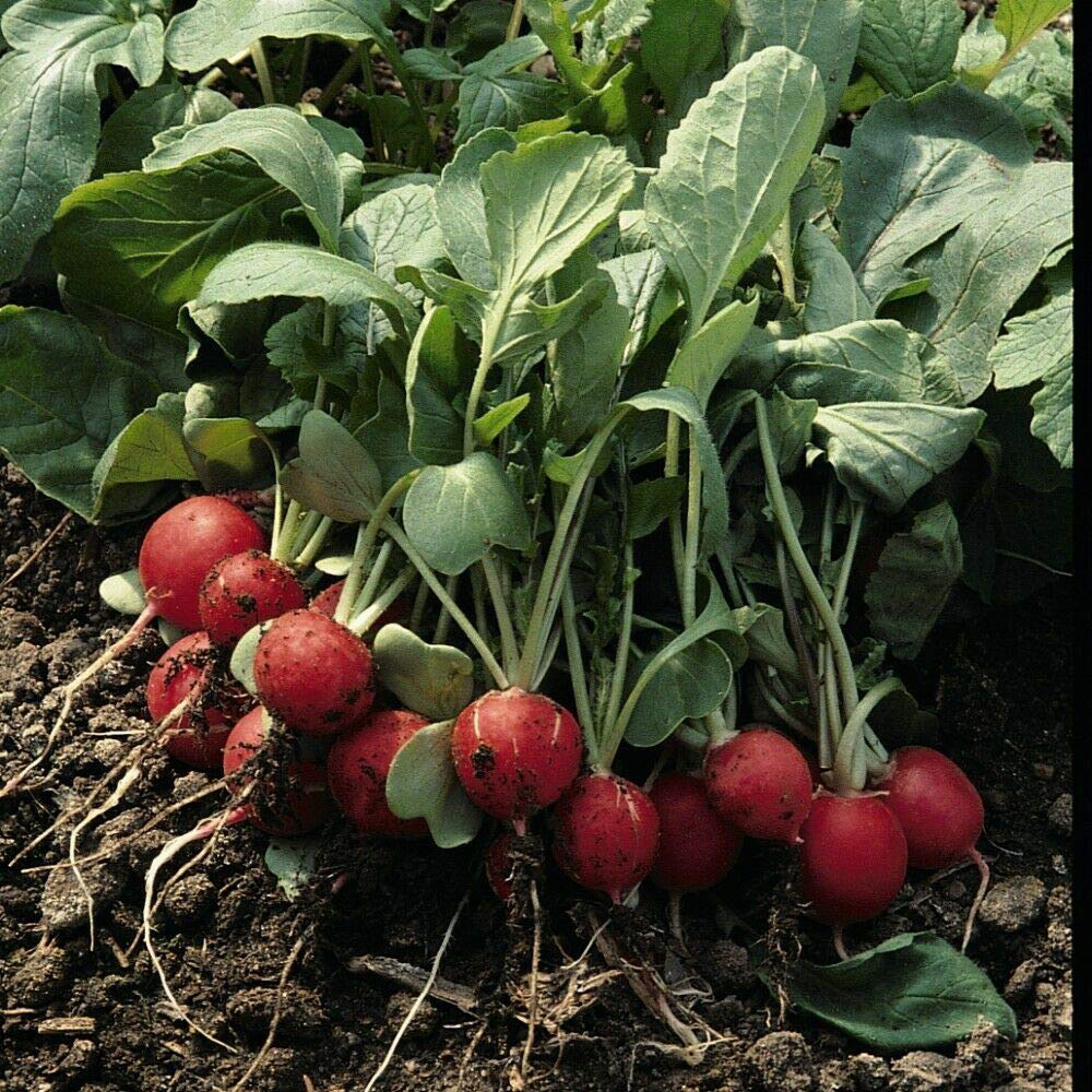 Thompson and Morgan Radish Scarlet Globe Seeds Image 2