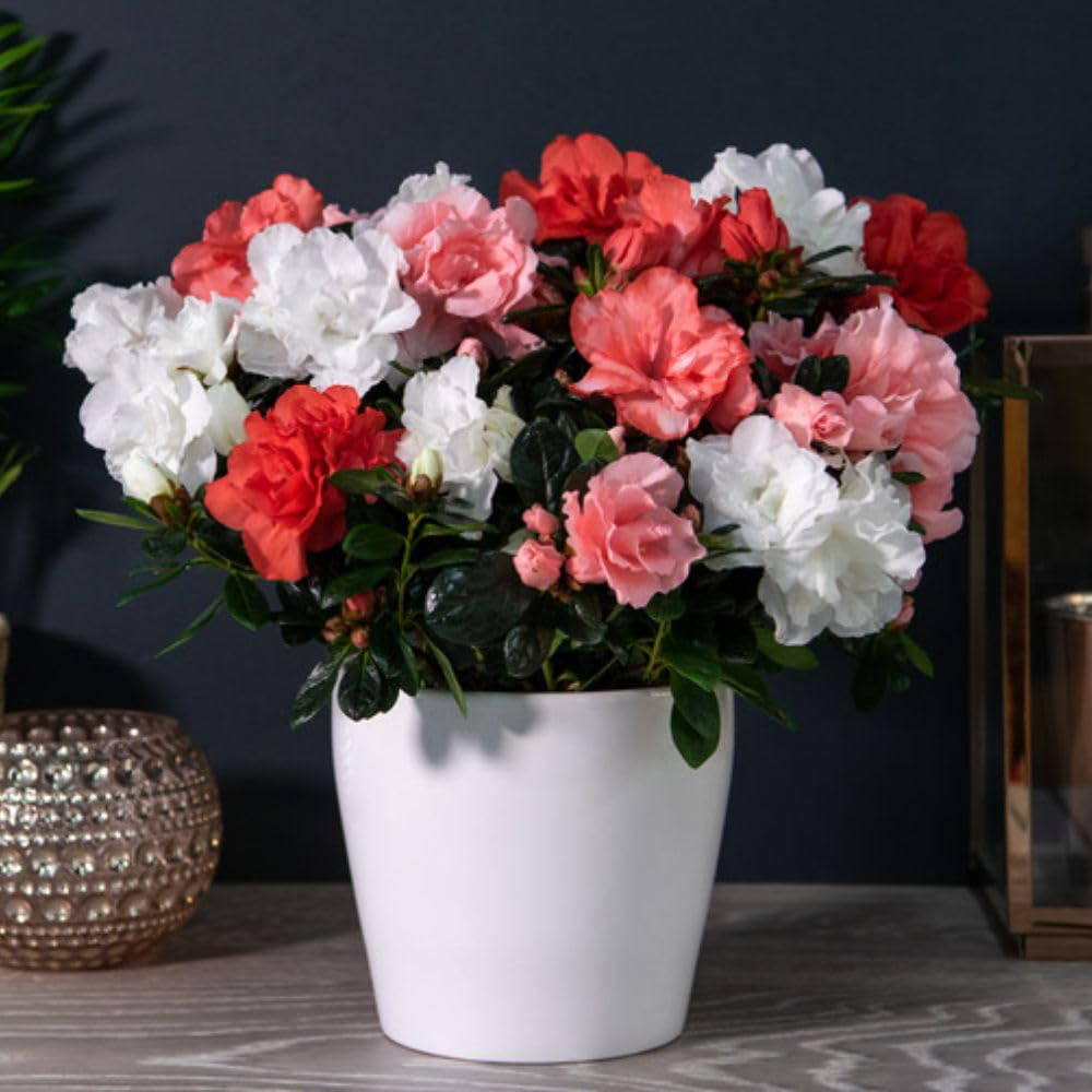 Thompson and Morgan Christmas Gift Azalea Quartet Plant Pot 14cm Image 1