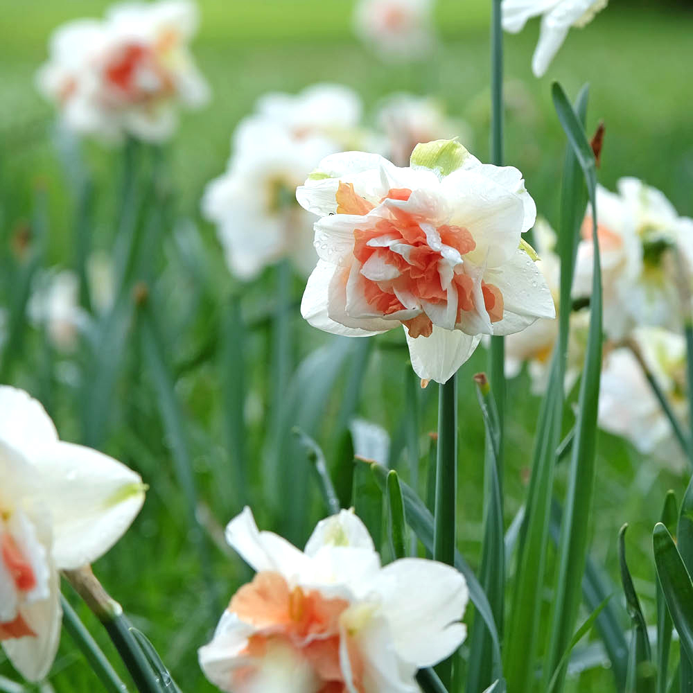YouGarden Narcissus Replete Planting Bulb 30 Pack Image 2