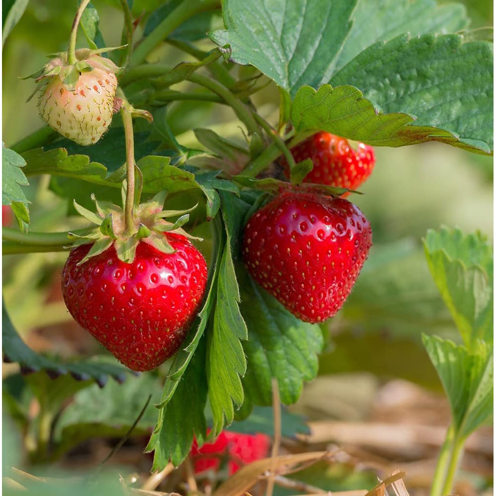 Thompson and Morgan Strawberry Cambridge Favourite Bare Root 12 Pack Image 1