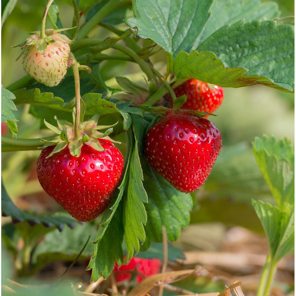 Thompson and Morgan Strawberry Cambridge Favourite Bare Root 12 Pack with Incredicrop 100g Image 1